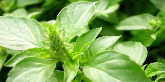 5 bahan alami yang efektif dan murah meriah untuk usir nyamuk