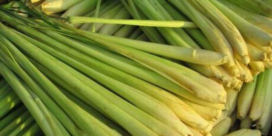 5 bahan alami yang efektif dan murah meriah untuk usir nyamuk