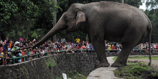 Antusiasme pengunjung Ragunan saat beri makan gajah Sumatera
