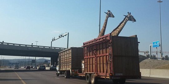 Jerapah tewas setelah menghantam jembatan