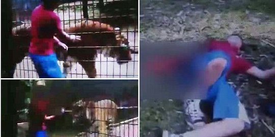 Masukkan tangan ke kandang harimau, tangan remaja Brasil robek