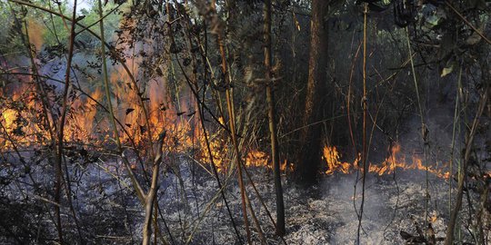Kebakaran hutan Riau belum padam,satelit deteksi 154 titik panas