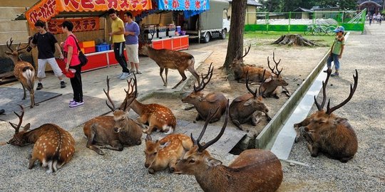 Nara, kota yang dikuasai 1.200 rusa