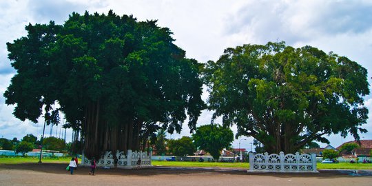 Mitos seputar terbakarnya beringin di Alun-alun Kidul Yogyakarta