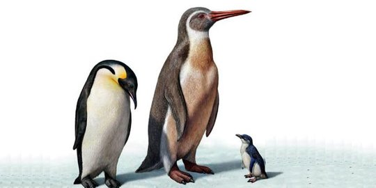 Penguin purba pernah lebih tinggi dari pada manusia