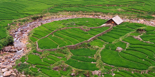 100 Hektar sawah petani Kalsel rusak diserang wereng coklat
