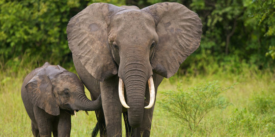Petani Translok Bener Meriah tewas diinjak-injak kawanan gajah