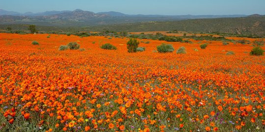 Taman Nasional Namaqua, surga bunga di gurun Afrika Selatan