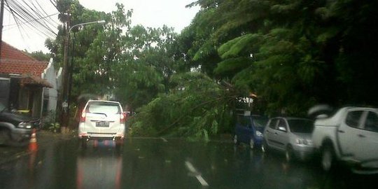 Hujan deras, pohon tumbang tutupi jalan di Duren Tiga