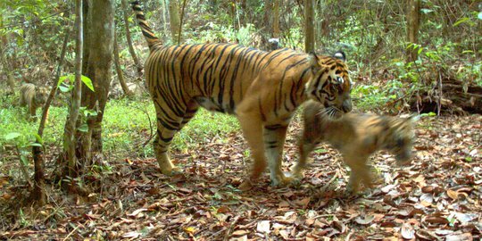 Populasi Harimau Sumatera Di Tnks Kini Tersisa Ekor Merdeka Com