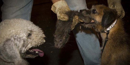 Mengintip uniknya berburu tikus dengan anjing di New York