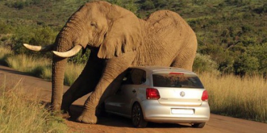 Gajah garuk badan dengan mobil VW