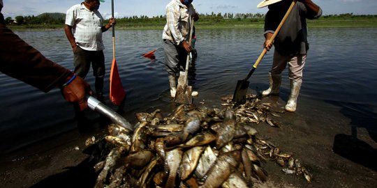 Ribuan ikan mati ngapung di sungai, Warga Banda Aceh cemas