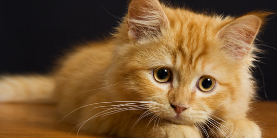Jual kucing emas, Dede dituntut penjara 16 bulan