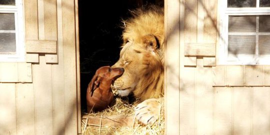 Bersahabat dengan anjing sosis, singa ini curi perhatian dunia