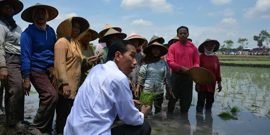 Wamentan: Jokowi mau swasembada pangan, pangan mana?