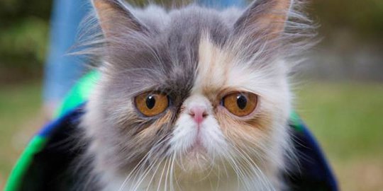 Punya wajah murung, kucing ini sukses jadi selebriti internet
