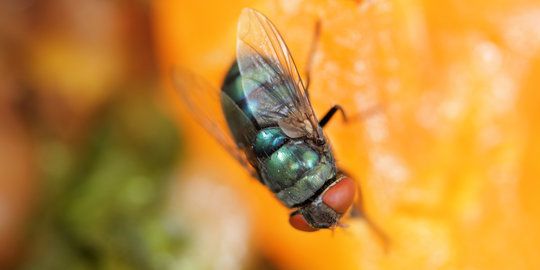 4 Cara alami untuk usir lalat buah merdeka com