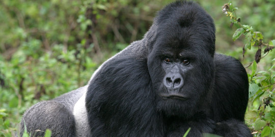 Virus Ebola bisa musnahkan populasi gorila di Afrika?