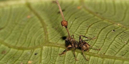 Jamur ini bisa ubah serangga jadi zombie