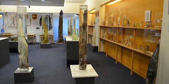 phallological museum rev2