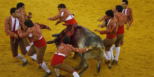 Pertarungan sengit 8 matador melawan banteng di Portugal