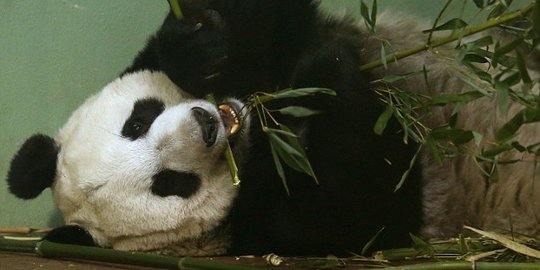 Pesawat tidak boleh lewat gara-gara panda hamil