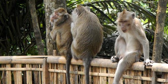 Kekeringan, kawanan monyet kembali serang rumah warga Banyumas