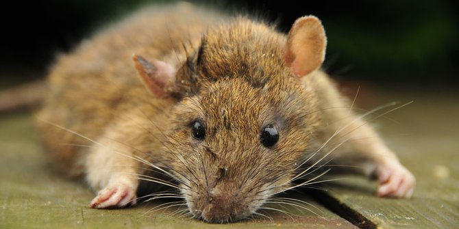  Tikus  raksasa mirip babi dan ular ditemukan di Kutai 