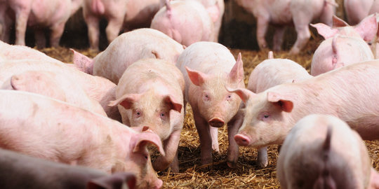 3.950 Kilogram daging babi ilegal di Biak dibakar hingga musnah