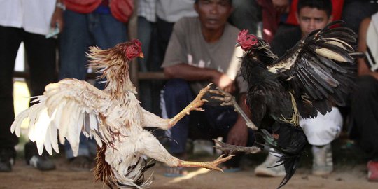 Kalah sabung ayam, residivis di Bali colong handphone & uang