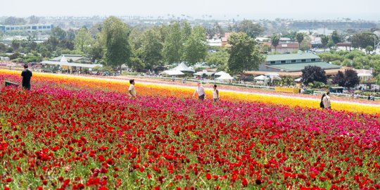 fields san diego as