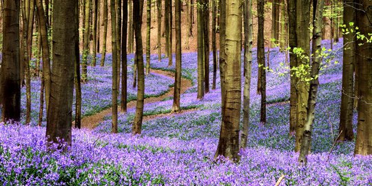 hallerbos belgia