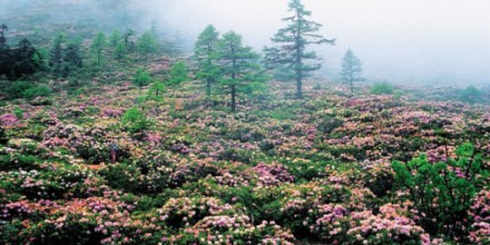 di hutan gunung salju baima china