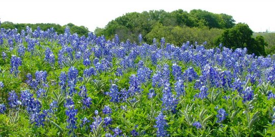 di texas amerika serikat