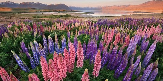 danau tekapo selandia baru