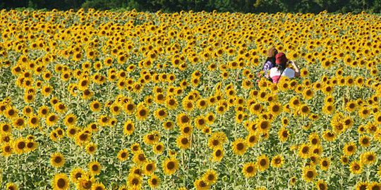Romantisnya ladang bunga matahari di Saraburi, Thailand
