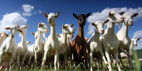 Pipa Pertamina di Pantura meledak, 10 kambing gosong terbakar