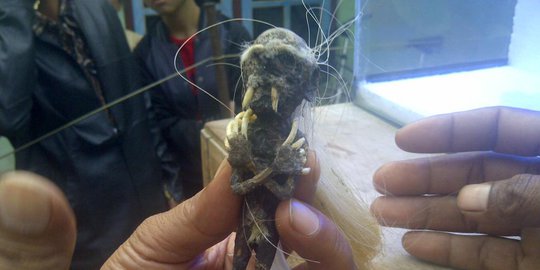 memiliki karakteristik dna seperti manusia rev2