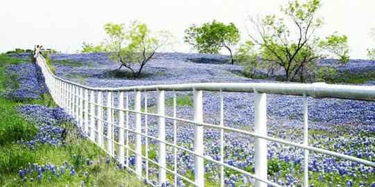 Nikmati pesona hamparan bunga bluebonnet di pedesaan Texas