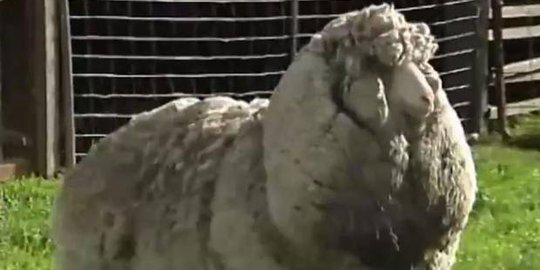 Shaun si domba Australia berbulu tebal kini dicukur