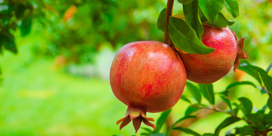 Cegah penyakit Alzheimer dengan buah delima!