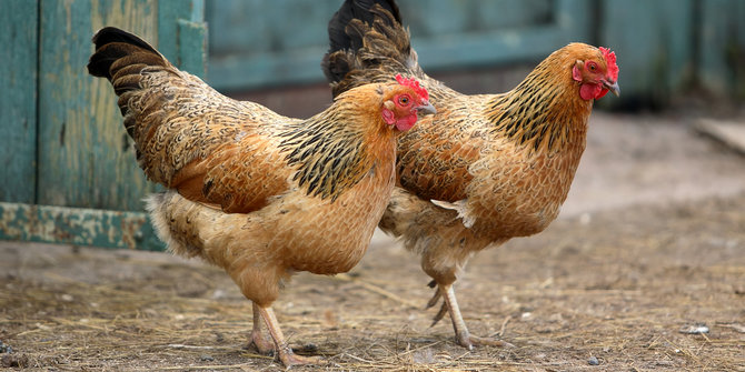 Kenaikan harga ayam ras dituding permainan kartel 