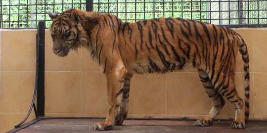 Mengenang Melani, harimau mati setelah diselamatkan dari KBS