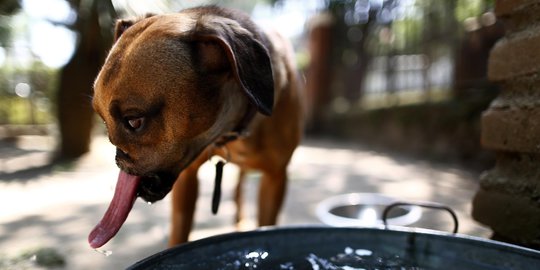 Duka anjing Fresa, kehilangan moncong setelah dipenggal pemilik