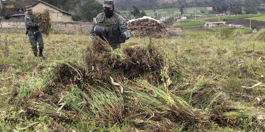 Tentara Ekuador temukan ladang opium di lereng Gunung Tungurahua