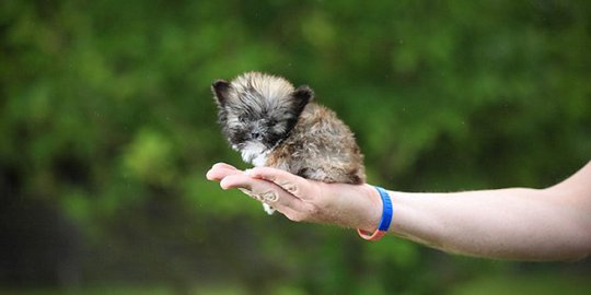 Lucunya si mungil Tyson, anjing terkecil di Inggris