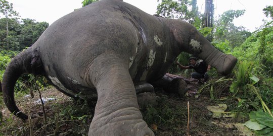 Gajah tewas di Aceh Jaya, warga curigai mafia gading