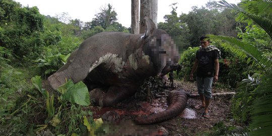 11 Tersangka pembunuh gajah Sumatera segera disidang
