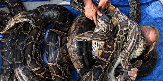 Pria ini pecahkan rekor ditindih ular boa & piton seberat 500 Kg